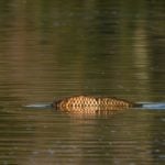 Als der Weiher austrocknete, wollten Helfer die Fische retten. Nur 9 Karpfen überstanden die Aktion. Foto: Lothar Lenz