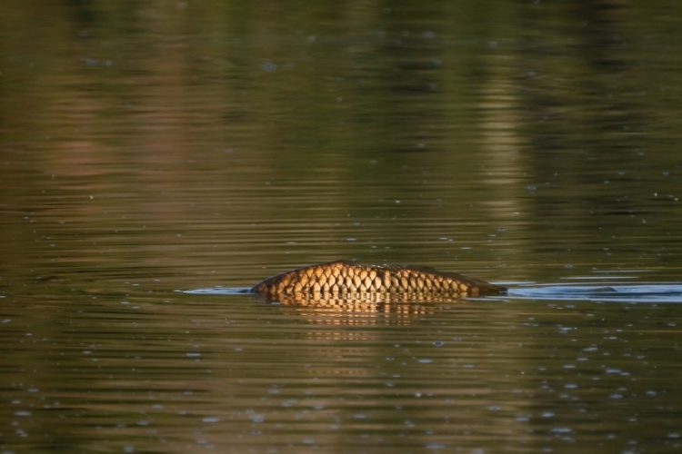 Als der Weiher austrocknete, wollten Helfer die Fische retten. Nur 9 Karpfen überstanden die Aktion. Foto: Lothar Lenz