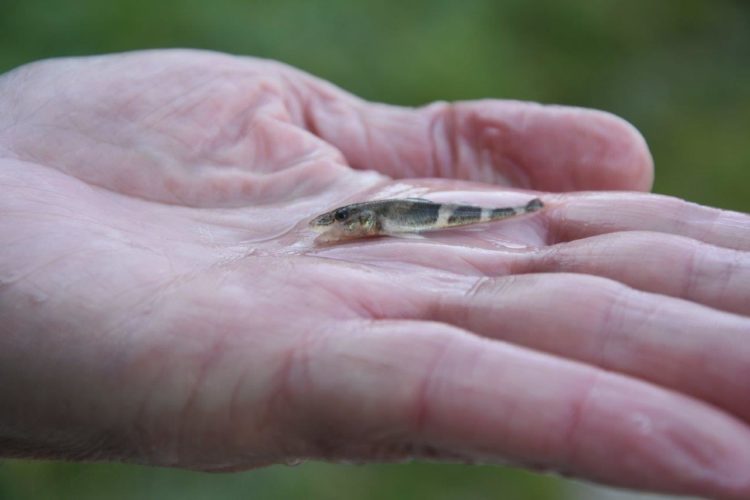 Der Streber ist eine stark gefährdete Fischart, die in Deutschland nur in der Donau und ihren Zuflüssen vorkommt. Foto: LFV Bayern / S. Schütze