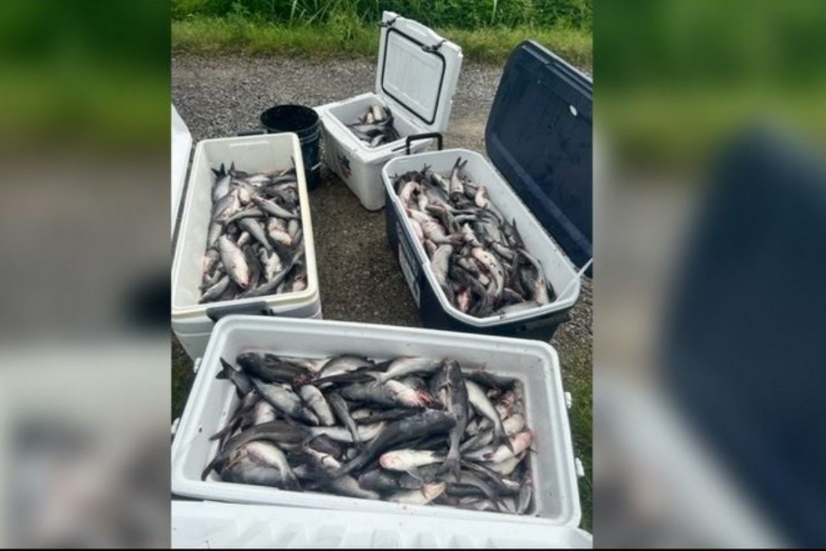 Die Wilderer entnahmen insgesamt 665 Blaue Katzenwelse aus dem Mississippi. Erlaubt sind 100 Fische pro Tag. Foto: Louisiana Department of Wildlife and Fisheries