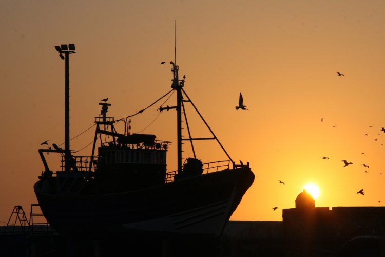 Die Fangflotte von China erreichen jeden Ort der Welt. Selbst vor den Galapagos-Inseln wird inzwischen intensiv gefischt!