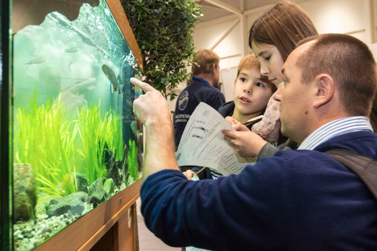 Am Schau-Aquarium können angehende Angler beim Entdeckertag die Unterwasserwelt erkunden. Foto: AVN / Florian Möllers