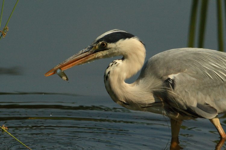 Graureiher bewegen sich auf der Jagd nach Fischen langsam und vorsichtig. Der „Reiher-Stil“ lässt sich auch aufs Angeln übertragen. Foto: Blinker / O. Portrat