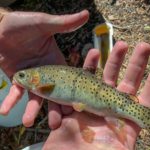 Durch Besatzmaßnahmen rettete die Behörde Colorado Parks and Wildlife die Greenback Cutthroat-Forelle vor dem Aussterben. Foto: CPW