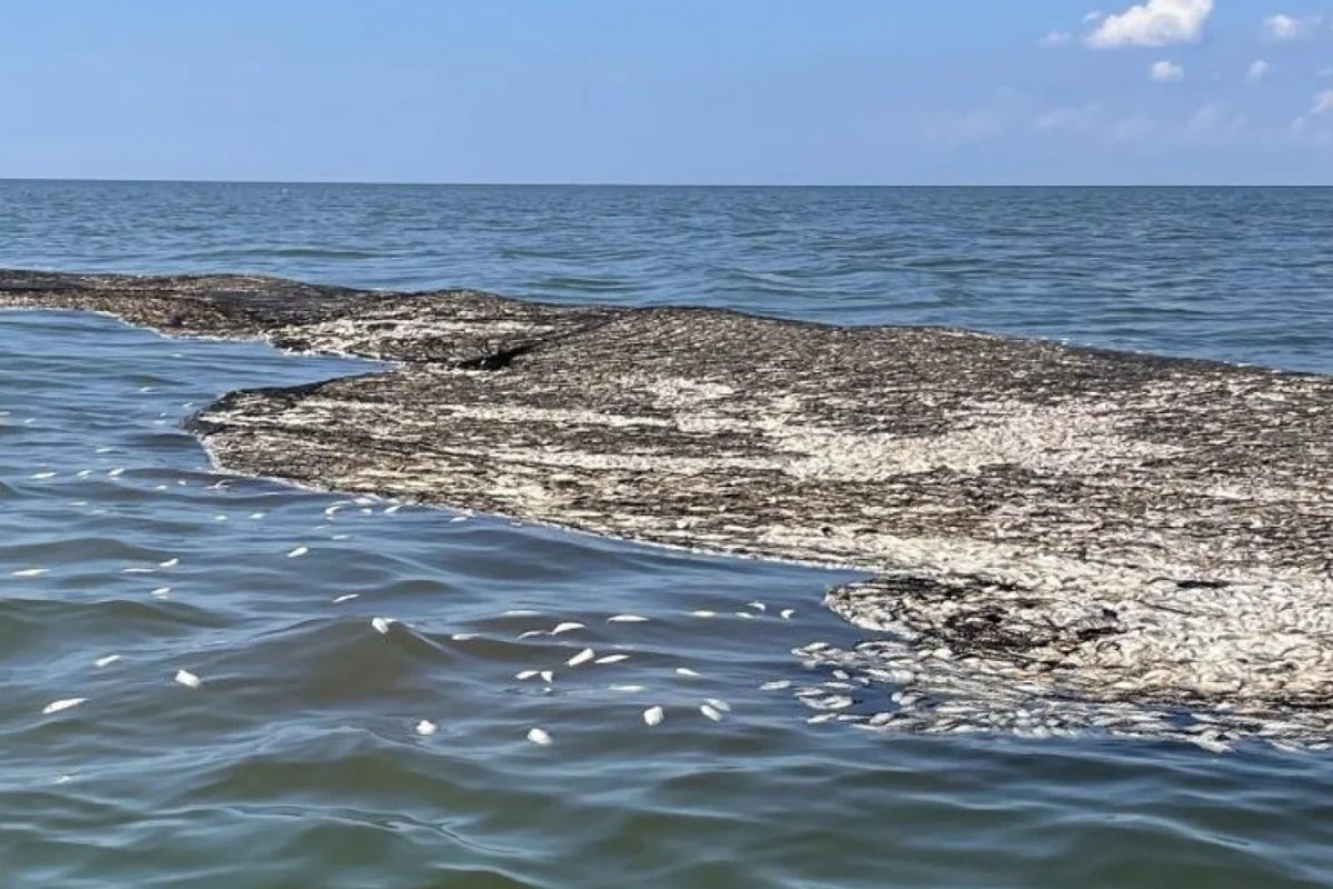 900.000 Menhaden wurden von Fischern über Bord geworfen. Sie sind so zahlreich, dass der Verlust als „unwichtig“ bezeichnet wurde. Foto: David Cresson / Louisiana Coastal Conservation Alliance