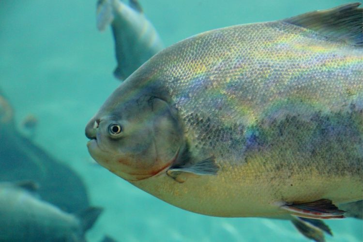 Fische wie der Pacu sind normalerweise im Amazonas heimisch. Als invasive Art gibt es ihn auch längst in Florida. Foto: Pixabay