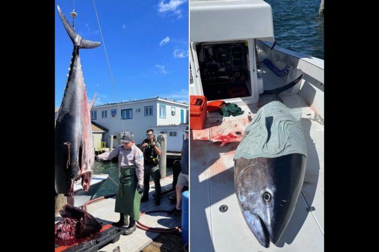 Die Polizei von Rhode Island beschlagnahmte einen fast 3 Meter langen Thunfisch. Dem Kapitän droht nun eine Strafe. Foto: Rhode Island DEM