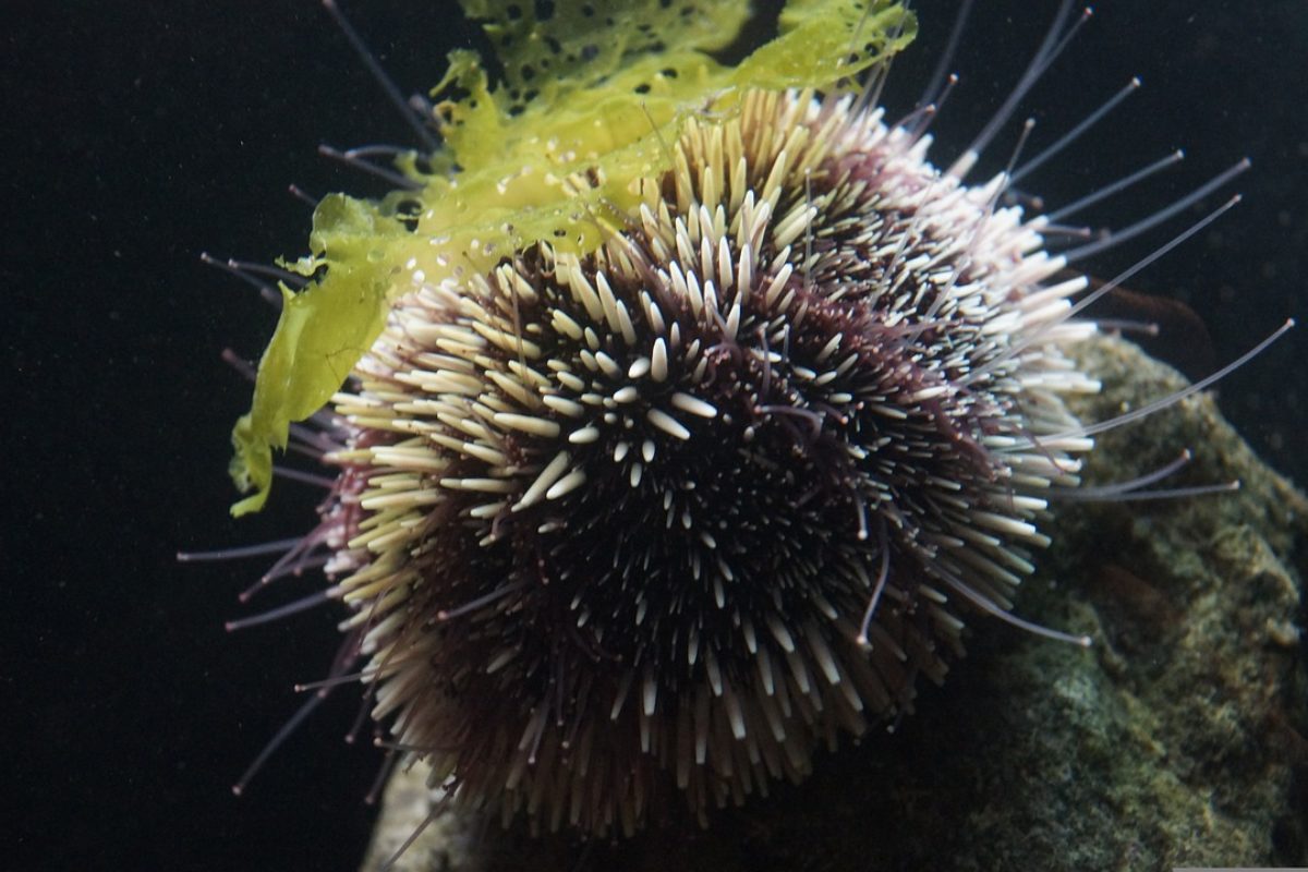 Seeigel bedecken sich in der Natur gerne mit Steinen und Muscheln, im Aquarium finden Die Tiere auch Gefallen an 3D-gedruckten Hüten. Foto: Pixabay/Taken