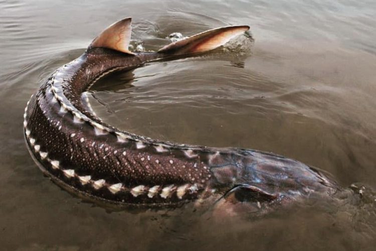 In Kanada sind mehrere Störe auf rätselhafte Weise verendet. Foto: Fraser River Sturgeon Conservation Society