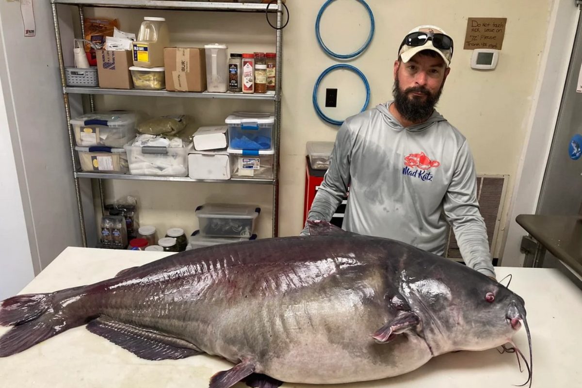 54,5 kg wog der Katzenwels, den Mika Burkhart aus Tennessee fing. Er brach damit einen mehr als 20 Jahre alten Rekord. Foto: Tennessee Wildlife Resources Agency