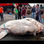 Der größte Knochenfisch der Welt wurde im Dezember 2021 auf Faial angespült. Er musste mit Kran und Gabelstapler bewegt werden. Foto: Atlantic Naturalist