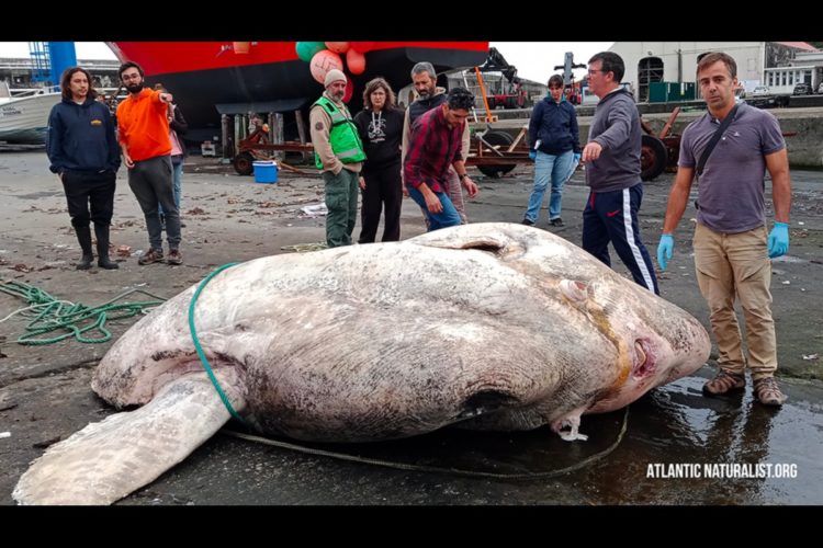 Der größte Knochenfisch der Welt wurde im Dezember 2021 auf Faial angespült. Er musste mit Kran und Gabelstapler bewegt werden. Foto: Atlantic Naturalist