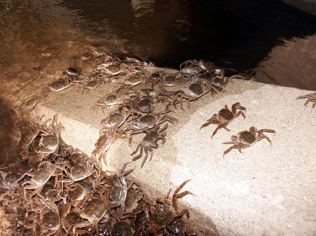 Hindernisse im Wasser überwinden die Krabben einfach auf dem Landweg. Foto: Blinker