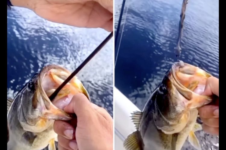 Ein Angler aus Florida erlebte eine Überraschung, als er eine 56 cm lange Schlange aus einem Barsch zog. Foto: Panfish Nation (via Instagram)