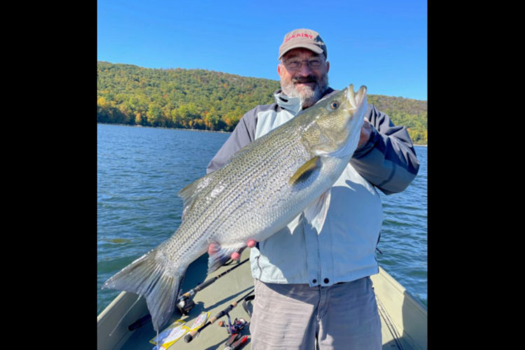 79 cm maß der Streifenbarsch, den John Vayda aus New Jersey fing. Die Fische sind Hybride aus Felsen- und Weißbarsch. Foto: NJDEP