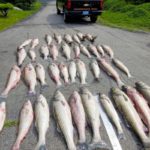 Die Umweltpolizei von Rhode Island verhängte mehrere Bußgelder für Wilderer, die mehr Streifenbarsche als erlaubt gefangen hatten. Foto: Rhode Island DEM