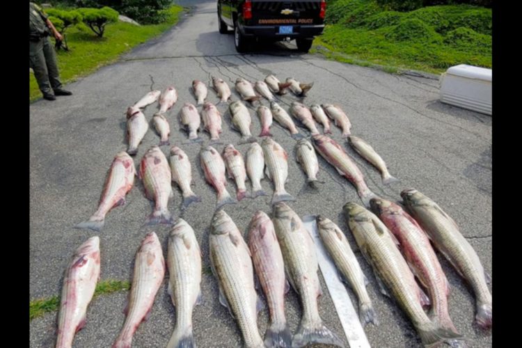 Die Umweltpolizei von Rhode Island verhängte mehrere Bußgelder für Wilderer, die mehr Streifenbarsche als erlaubt gefangen hatten. Foto: Rhode Island DEM