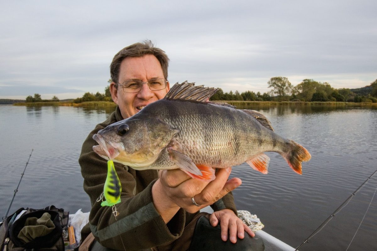 Beim Barschangeln im Herbst vertraut André Pawlitzki auf 3 bewährte Methoden. Dieser Fisch fand einen neongelben Crankbait zum Anbeißen gut! Foto: Blinker / M. Wendt