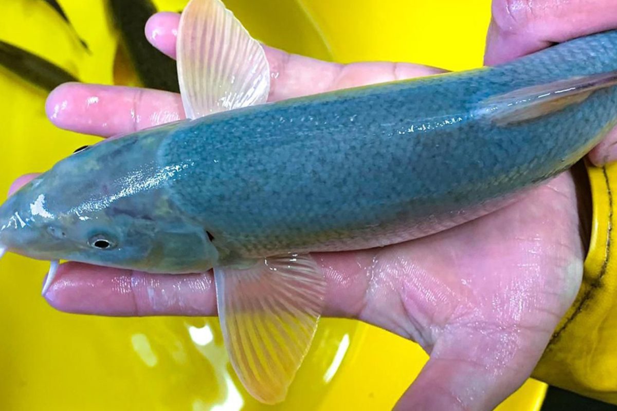 Diese blaue Barbe ließ Mitarbeiter der englischen Environment Agency staunen. Foto: EA (Screenshot)