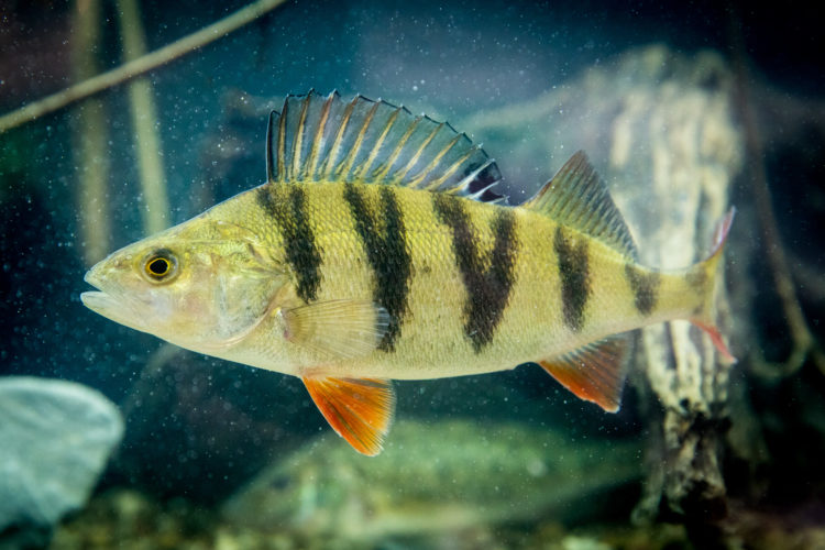 Der Barsch ist Fisch des Jahres 2023. Er steht stellvertretend für die Gefährdung unserer Fischfauna. Foto: DAFV / Olaf Lindner