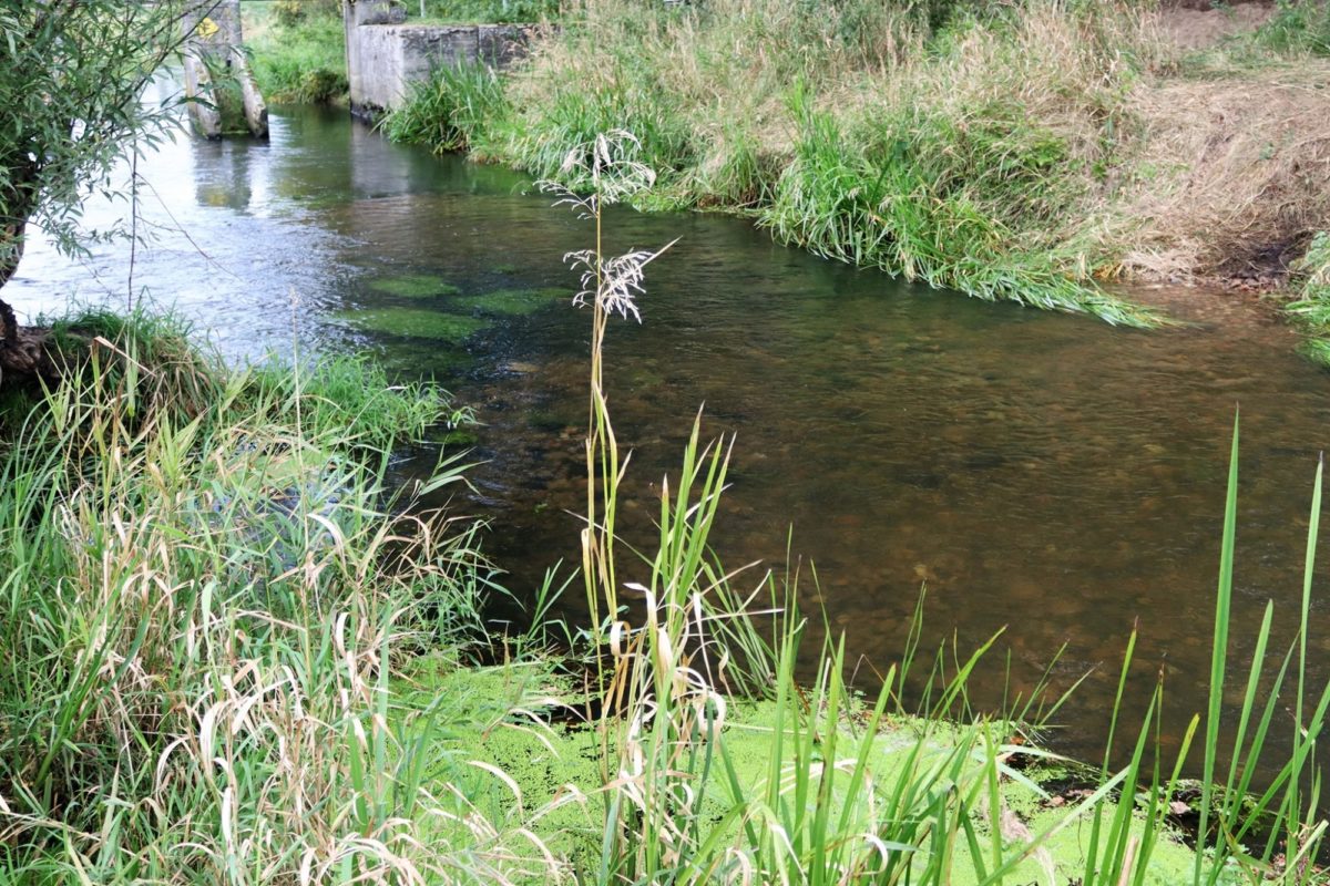 Am ehemaligen Dossower Wehr wurde durch Einbringen von Kies und Steinen ein neues Laich- und Jungfischhabitat geschaffen. Foto: Fario e.V.