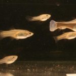 Forscher testeten mit einem Roboter-Guppy, wie sich ein Fischschwarm verhält. Die Tiere zeigten ein Verhalten wie im Mannschaftssport. Foto: IGB / D. Bierbach