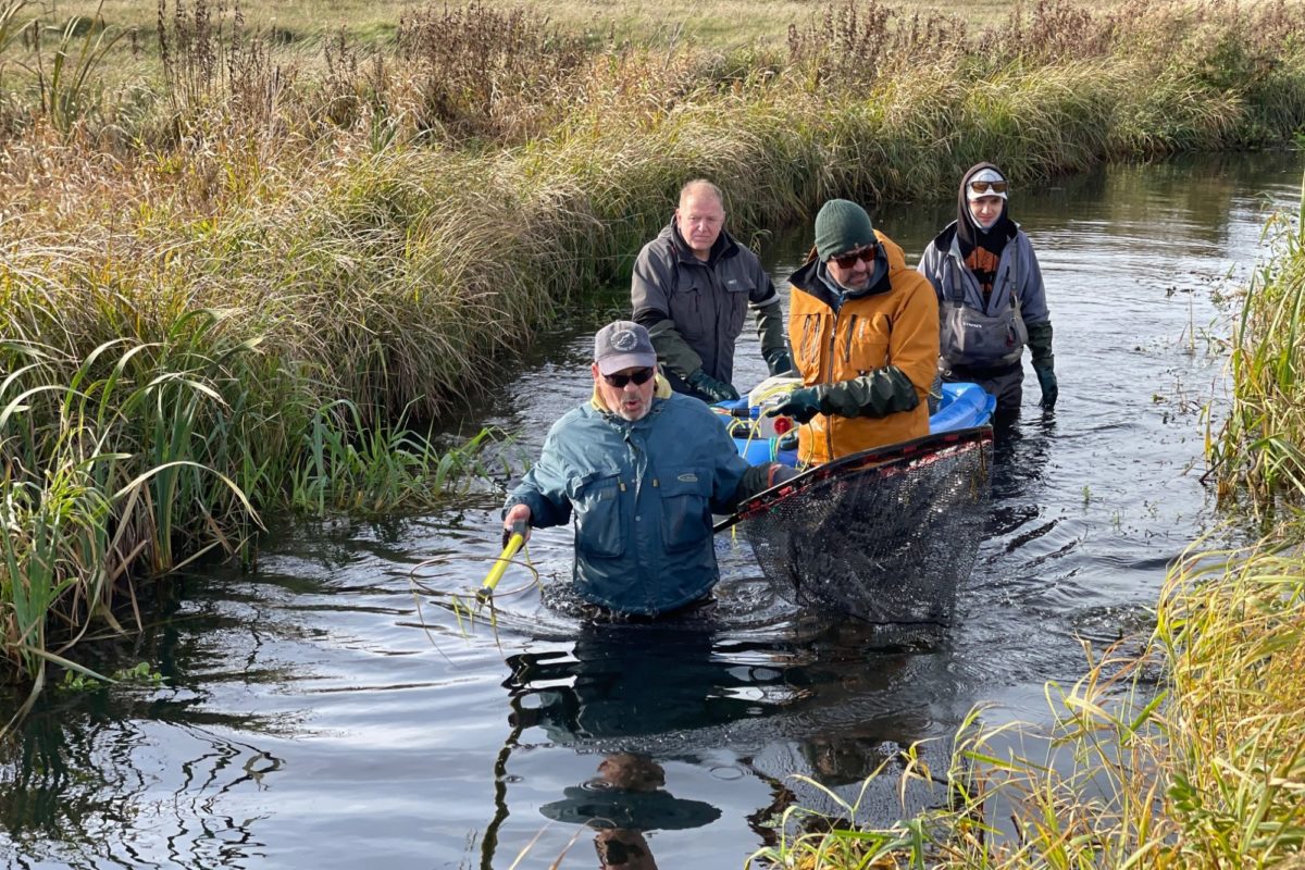 Sea Trout Fyn führt jedes Jahr mehrere Elektrobefischungen durch, um laichbereite Meerforellen zu entnehmen. Foto: M. Werner