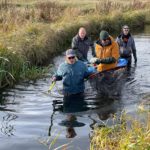 Sea Trout Fyn führt jedes Jahr mehrere Elektrobefischungen durch, um laichbereite Meerforellen zu entnehmen. Foto: M. Werner