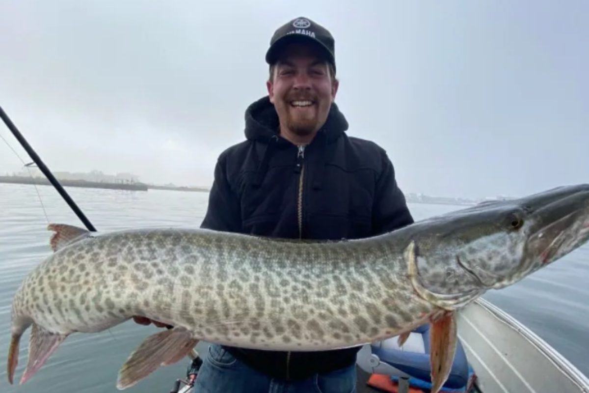 Der Musky, den Will Sampson in Toronto fing, ist ein Beweis für die verbesserte Qualität des Wassers im Lake Ontario. Foto: W. Sampson (Screenshot)