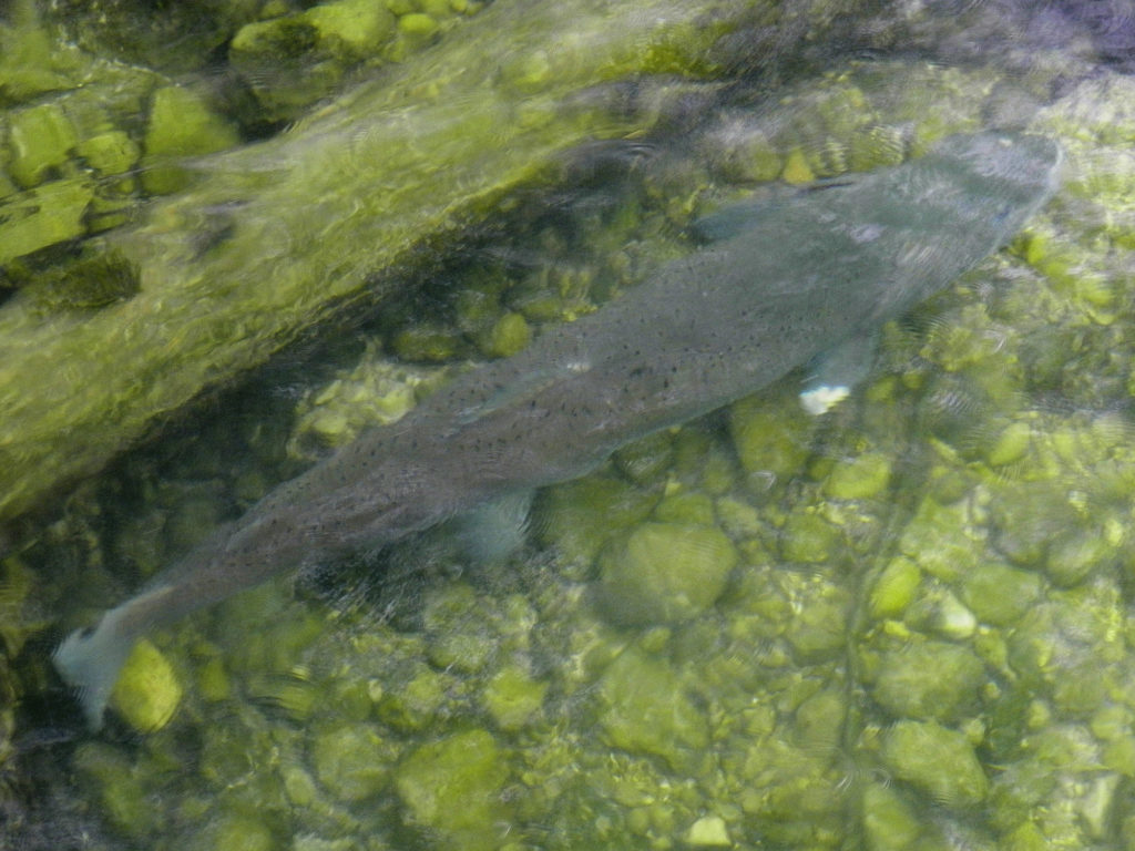 Für die gefährdeten Huchen bietet die Sava Bohinjka ein Leben im Überfluss. Dieses Exemplar ist über einen Meter lang. Foto: D. Henkes