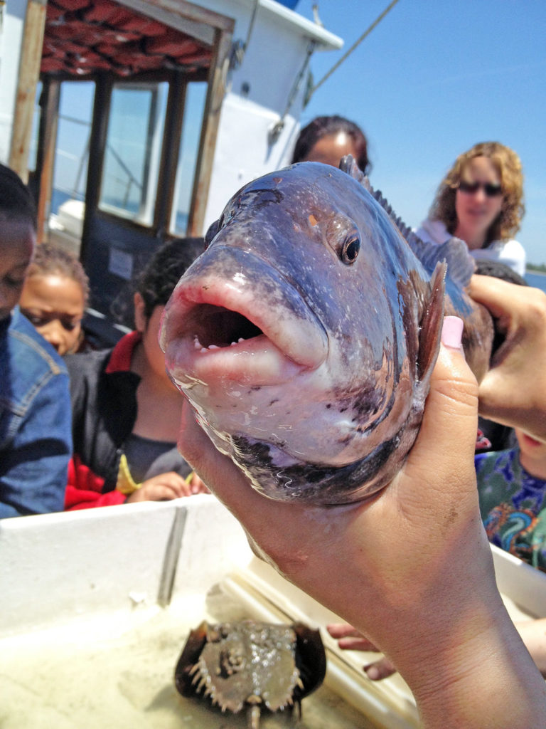 Hässlich, aber lecker: der Tautog. Foto: Flickr