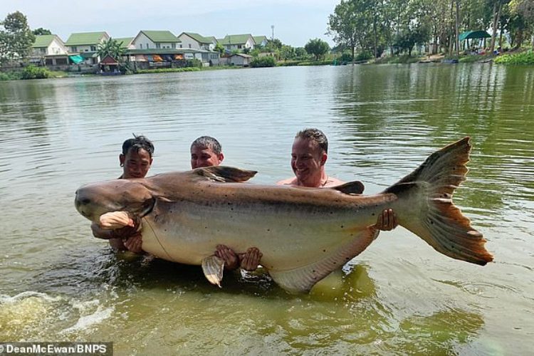 Der Schotte Dean McEwan (Mitte) fing einen Riesenwels von fast 200 kg, als er in Thailand angelte. Foto: D. McEwan