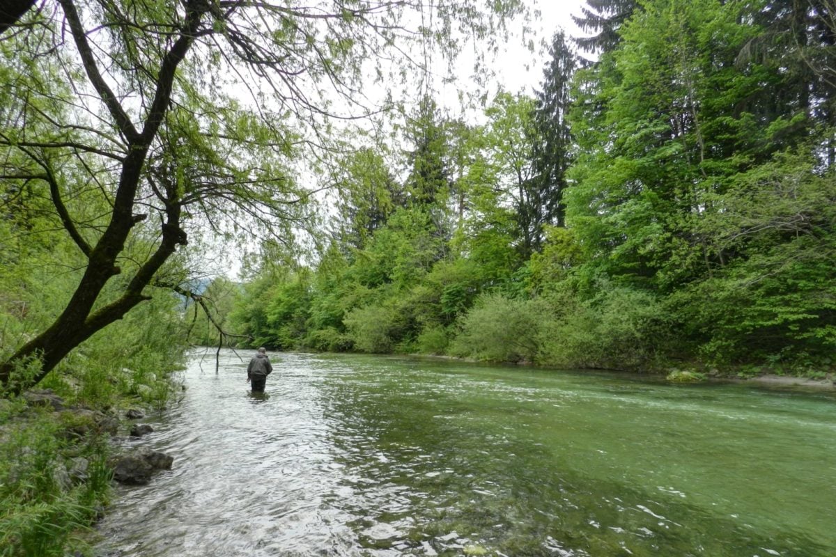 Beim Fliegenfischen an der Savinja ist zum Schutz der Fische nur die Verwendung einer Fliege ohne Widerhaken gestattet. Foto: D. Henkes