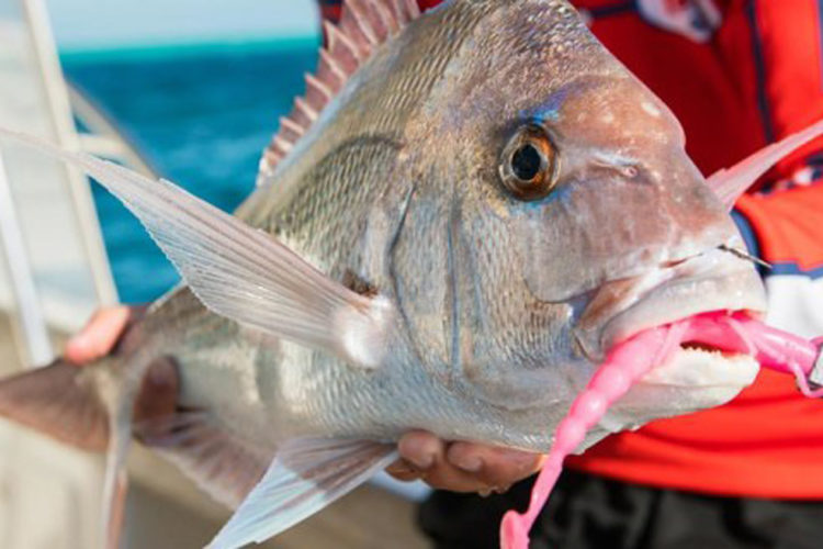 Red Snapper und Dhufish sind in Australien durch ein halbjähriges Angelverbot geschont. Kommerzielle Fischerei bleibt aber erlaubt. Foto: Fishing World Australia