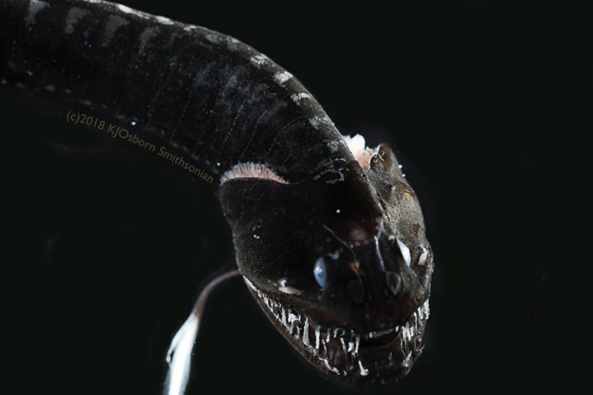 Schwarze Drachenfische sind ultra-schwarz und damit in der Tiefsee vor ihrem eigenen Licht getarnt. Foto: Karen Osborn, Smithsonian