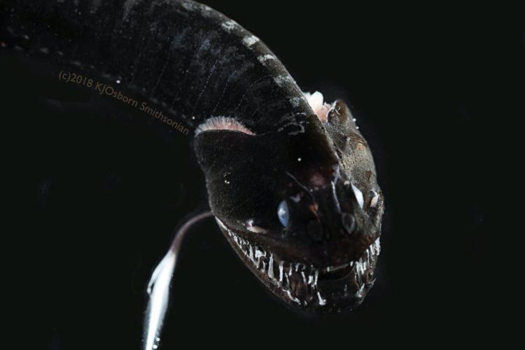 Schwarze Drachenfische sind ultra-schwarz und damit in der Tiefsee vor ihrem eigenen Licht getarnt. Foto: Karen Osborn, Smithsonian