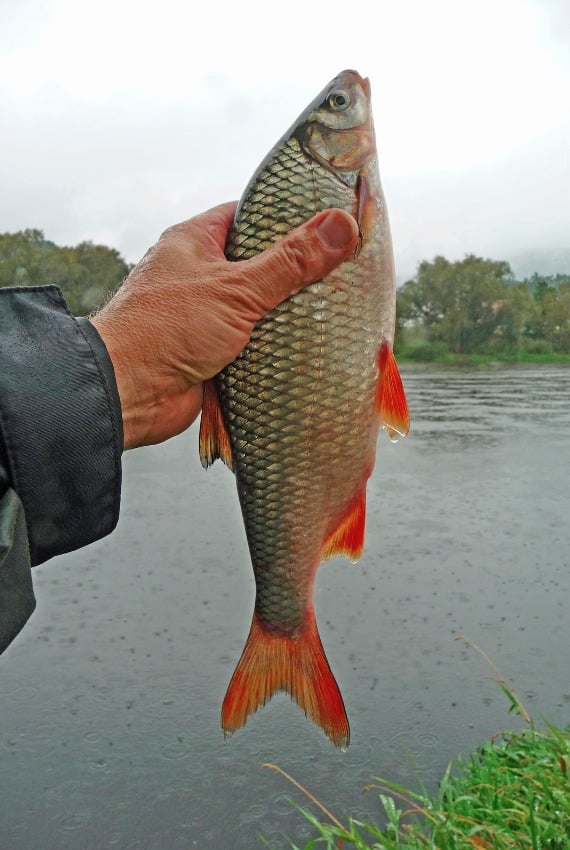 Auch vom Rotauge ist der Fisch nur auf den zweiten Blick zu unterscheiden. Foto: E. Hartwich