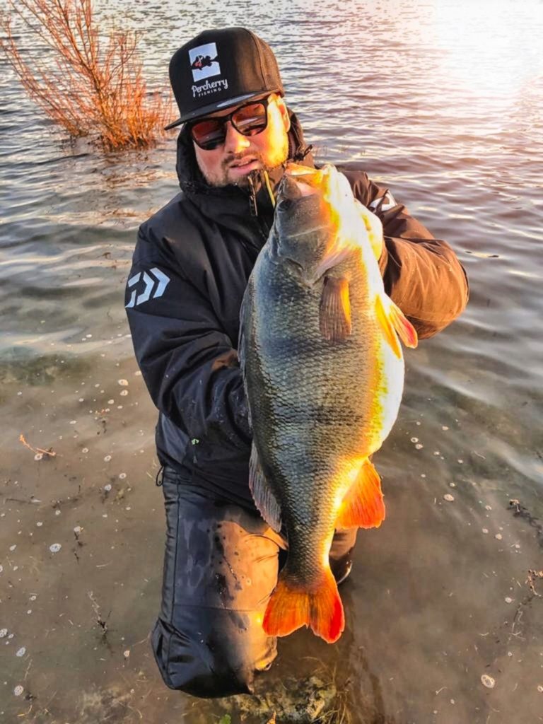 56,5 cm: Thomas Gronenwald (@Percherry) fing den größten Barsch der Niederlande. Foto: T. Gronenwald