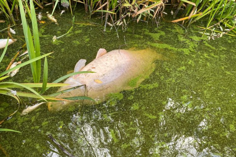 Ein toter Karpfen treibt nach einem Fischsterben an der Oberfläche. (Symbolbild) Foto: F. Schlichting