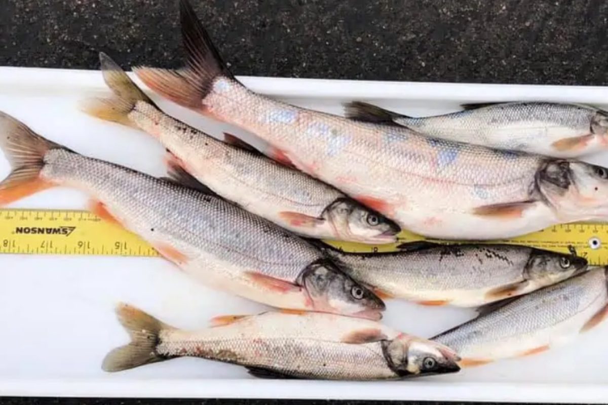 Pikeminnows haben sich im Columbia und Snake River explosionsartig vermehrt. Daher wurde ein Kopfgeld auf die Fische ausgesetzt. Foto: BPA