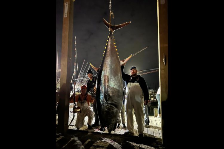 Der Thunfisch hätte mit über 400 kg den Staatsrekord gebrochen, wenn die Angler ihn nicht gemeinsam gedrillt hätten. Foto: J. J. Walker (via Facebook)