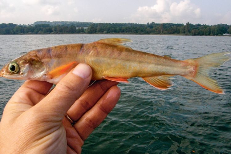 Lange galt der Tiefseesaibling im Bodensee als ausgestorben. Offenbar überlebte die Art jedoch unentdeckt in der Tiefe. Foto: Eawag