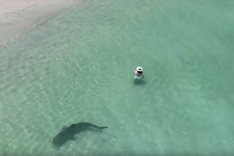 Dieses Video von einem Tigerhai am Strand zeigt, dass nicht jede Begegnung zwischen Mensch und Fisch tödlich ausgeht. Foto: S. Wood (via YouTube)