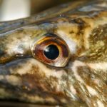 Fische müssen zwar schlafen, aber ihre Augen schließen können sie dabei nicht – sie haben keine Augenlider. Foto: Blinker / O. Portrat