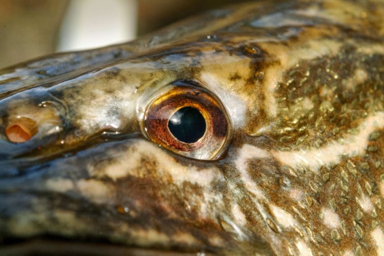 Fische müssen zwar schlafen, aber ihre Augen schließen können sie dabei nicht – sie haben keine Augenlider. Foto: Blinker / O. Portrat