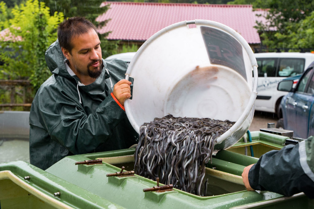 Angler schützen die Aalbestände durch Besatz. Sie bleiben ihnen Lebensräume erhalten, die sie auf natürliche Art oft nicht mehr erreichen könnten. Foto: DAFV / Johannes Radtke