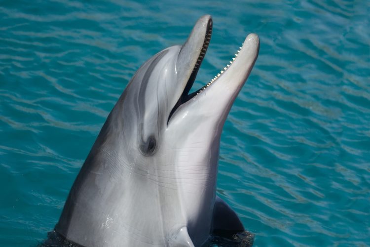 Delfine sind mehr als nur niedlich. Die Tiere sind ausgesprochen intelligent und in Brasilien helfen sie sogar den Menschen.