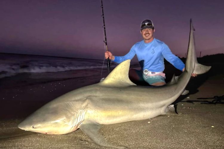 Der fast 250 kg schwere Bullenhai wäre ein neuer Rekord in Florida gewesen. Foto: M. Hengel (via Instagram)