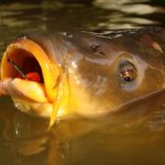 Das Gedächtnis von Fischen ist unterschiedlich stark ausgeprägt. Karpfen erinnern sich meist lange an einen Köder, und meiden ihn dementsprechend. Foto: Blinker / O. Portrat