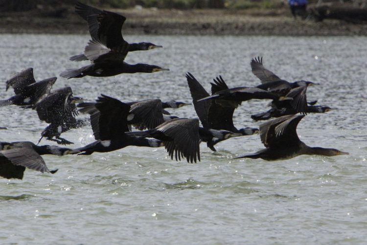 Kormorane sind so weit verbreitet, dass sie inzwischen sogar ganzen Fischbeständen schaden. Foto: O. Portrat